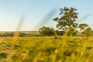 wildflowerridge-20190703-8